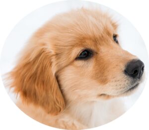犬用のアプリのアイコン画像
