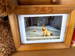 １７歳で天国に行った柴犬アキラの写真。こっち向いて笑っているような顔です。